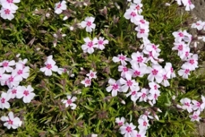 Phlox subulata 'Coral Eye'