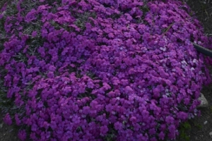 Phlox subulata 'Rocky Road Magenta'