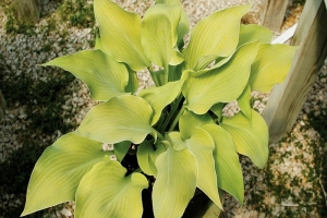 Rebecca, Hosta