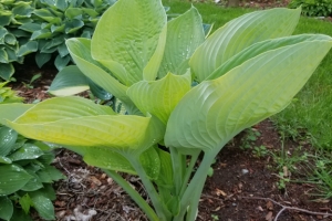 World Cup, Hosta