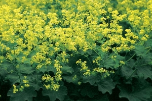 Alchemilla 'Mollis Thriller'