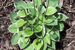Country Mouse, Hosta New 2024