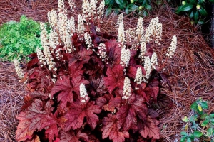 Heucherella 'Peach Tea' 