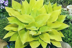 Sunny Halcyon, Hosta New 2024