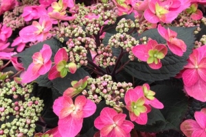 Hydrangea 'Tuff Stuff' 