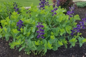 Baptisia 'australis'