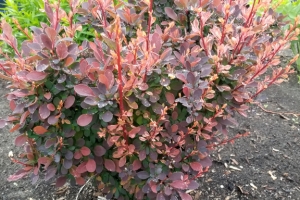 Berberis thunbergii 'Concorde'