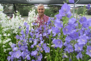 Campanula Takion Persicifolia 'Blue'