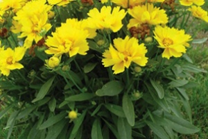 Coreopsis 'Presto'