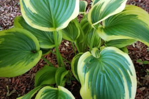 Fantabulous, Hosta