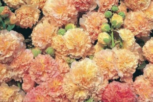 Alcea Hollyhock 'Peaches n Dreams' 