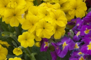 Primula, Supernova 'Yellow'