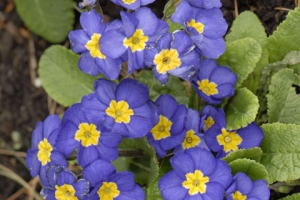 Primula Supernova 'Blue' 