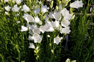 Campanula Takion Persicifolia 'White'