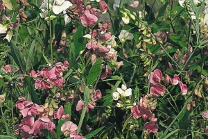 Lathyrus 'Sweet Pea'