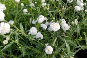 Achillea 'Noblessa'
