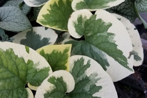 Brunnera 'Variegata' 