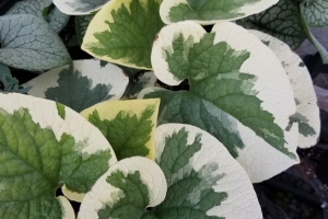 Brunnera 'Variegata' 