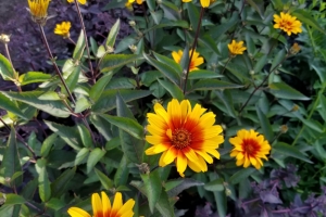 Heliopsis 'Burning Hearts'