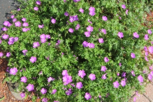 Geranium 'Vision Violet'