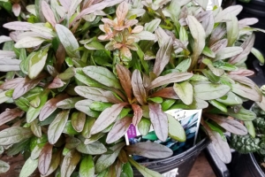 Ajuga 'Chocolate Chip' 