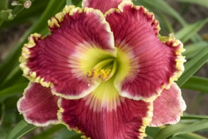 Hemerocallis 'Born to Run' 