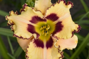 Hemerocallis 'King of the Ages'