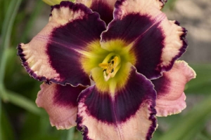 Hemerocallis 'Rock Solid" 