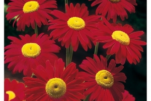 Pyrethrum Robinson 'Dark Crimson'