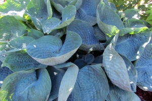 Abiqua Drinking Gourd, Hosta