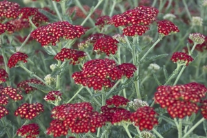 Achillea 'Sassy Summer Sangria' 