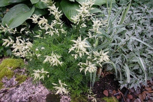 Aruncus 'Aethusifolius'