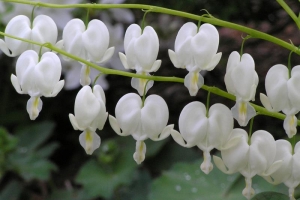 Bleeding Heart 'Alba'