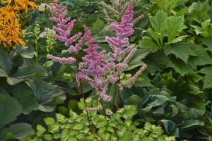 Astilbe 'Amber Moon' 