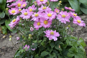 Anemone 'Curtain Call Pink' 
