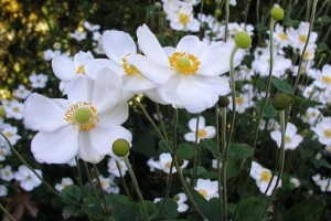 Anemone 'Honorine Jobert'