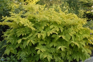 Aralia 'Sun King' 