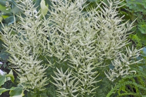 Aruncus 'Fairy Hair' 