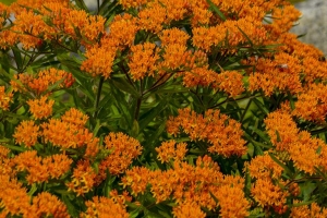 Asclepias 'Tuberosa' 