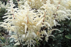Astilbe 'Cappucino' 
