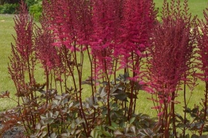 Astilbe 'Mighty Chocolate Cherry' 