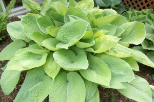 August Moon, Hosta 