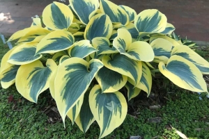 Autumn Frost, Hosta