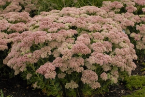 Sedum 'Autumn Joy'