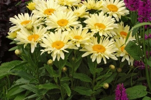 Leucanthemum 'Banana Cream' 