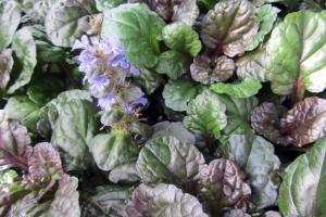 Ajuga 'Black Scallop' 
