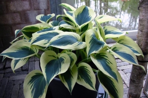 Blue Ivory, Hosta 