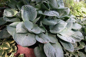 Blue Umbrellas, Hosta