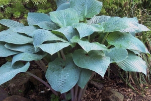 Blueberry Muffin, Hosta 