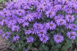 Monarda 'Blue Moon'